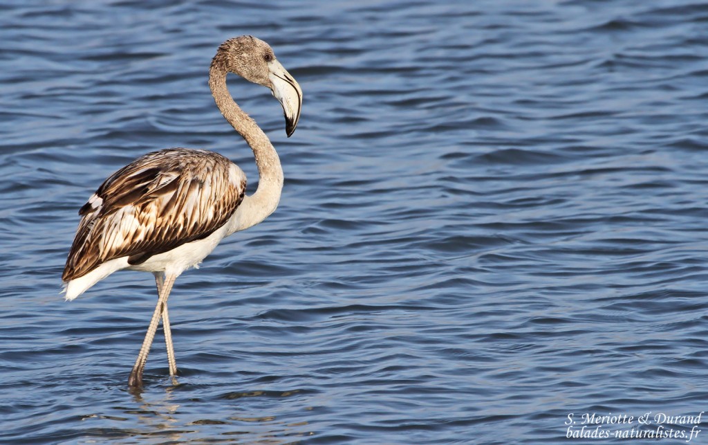 Flamant rose jeune (Baisses - Camargue 18/10/2014)