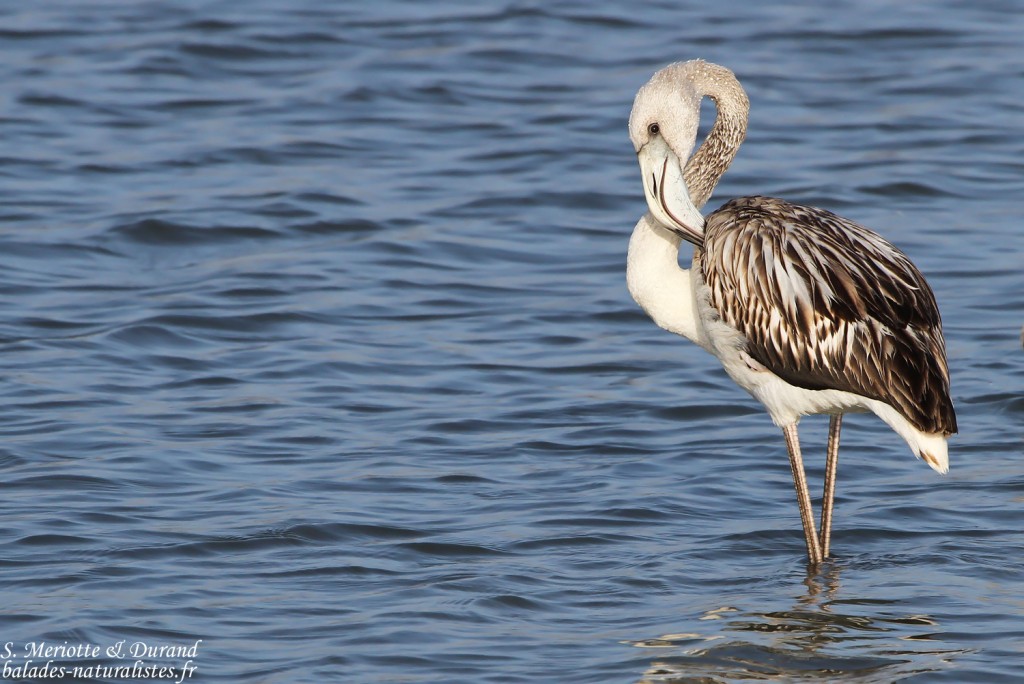Flamant rose jeune (Baisses - Camargue 18/10/2014)