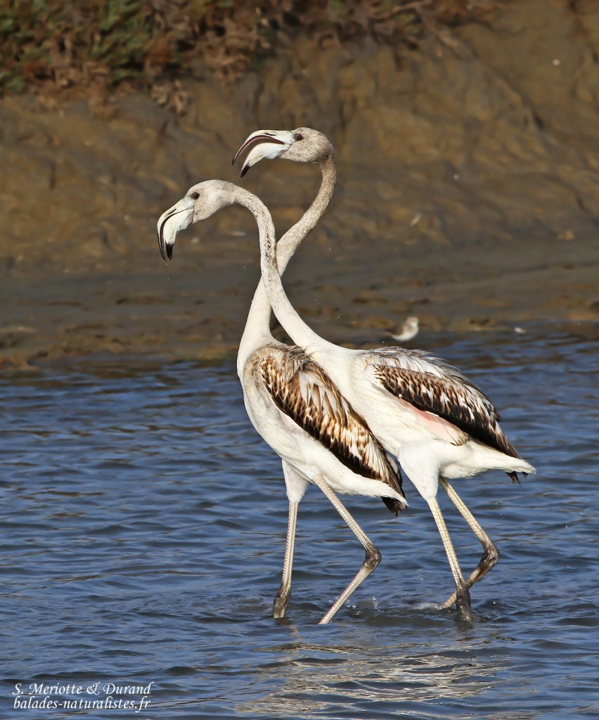 Flamant rose jeune (Baisses - Camargue 18/10/2014)