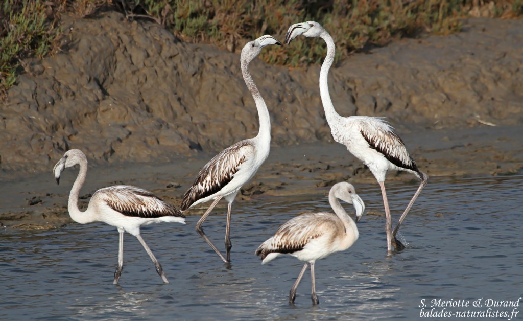 Flamant rose jeune (Baisses - Camargue 18/10/2014)