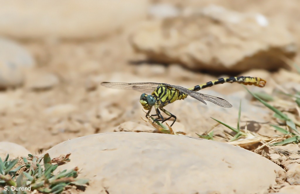 Onychogomphe à pinces méridional
