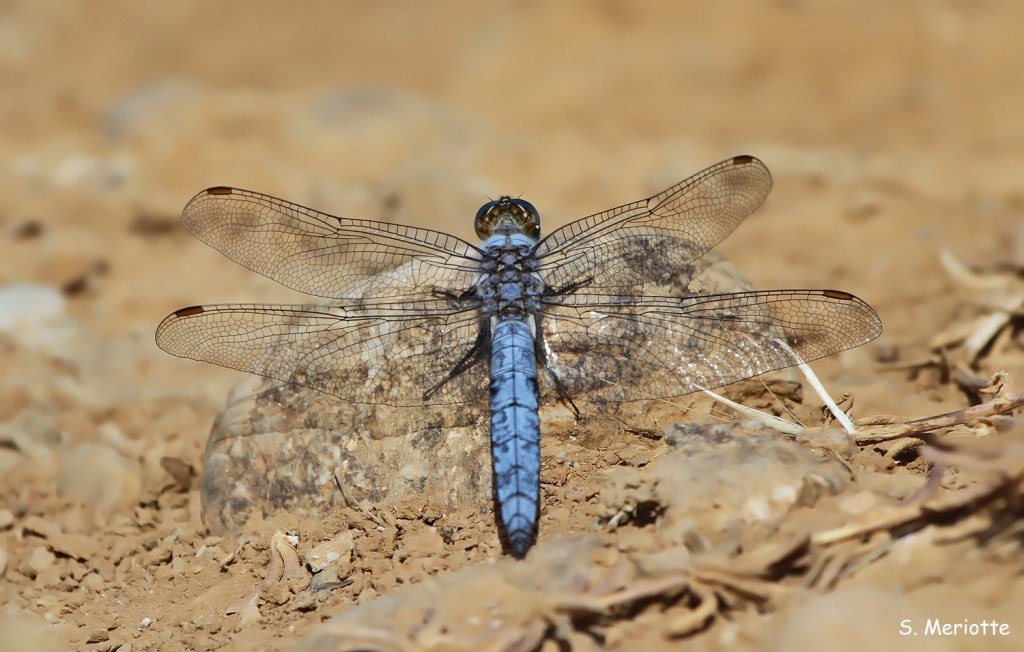 orthetrum