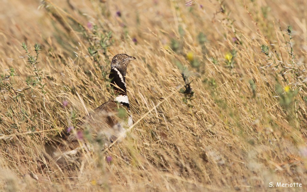 Outarde canepetière
