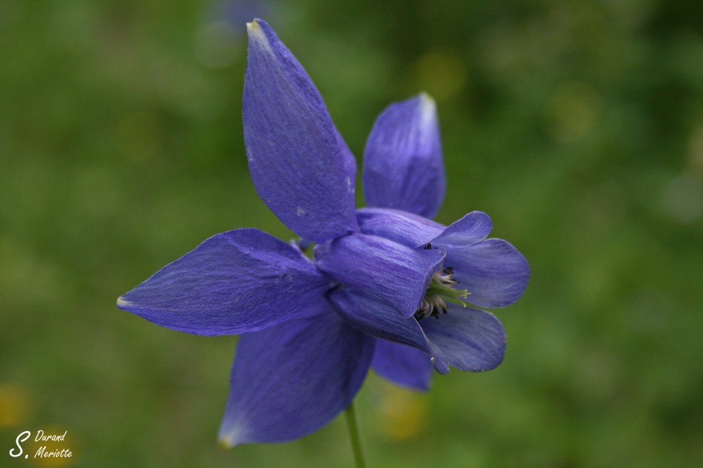 Ancolie, Vallée des Merveilles