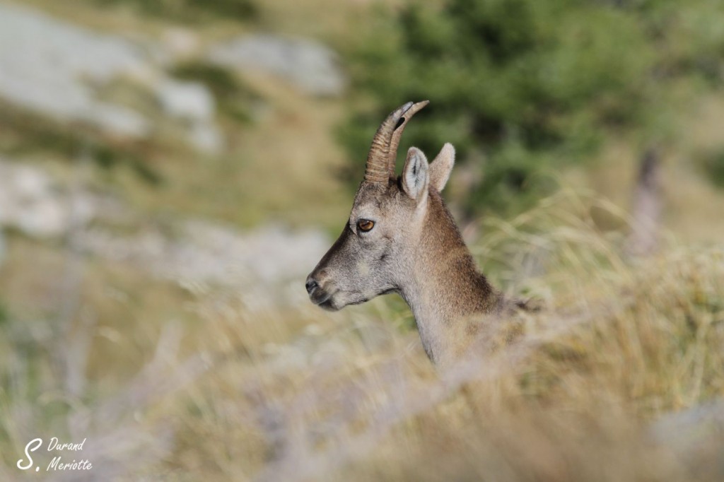Bouquetin des Alpes - femelle- (Vallée des Merveilles - septembre 2012)
