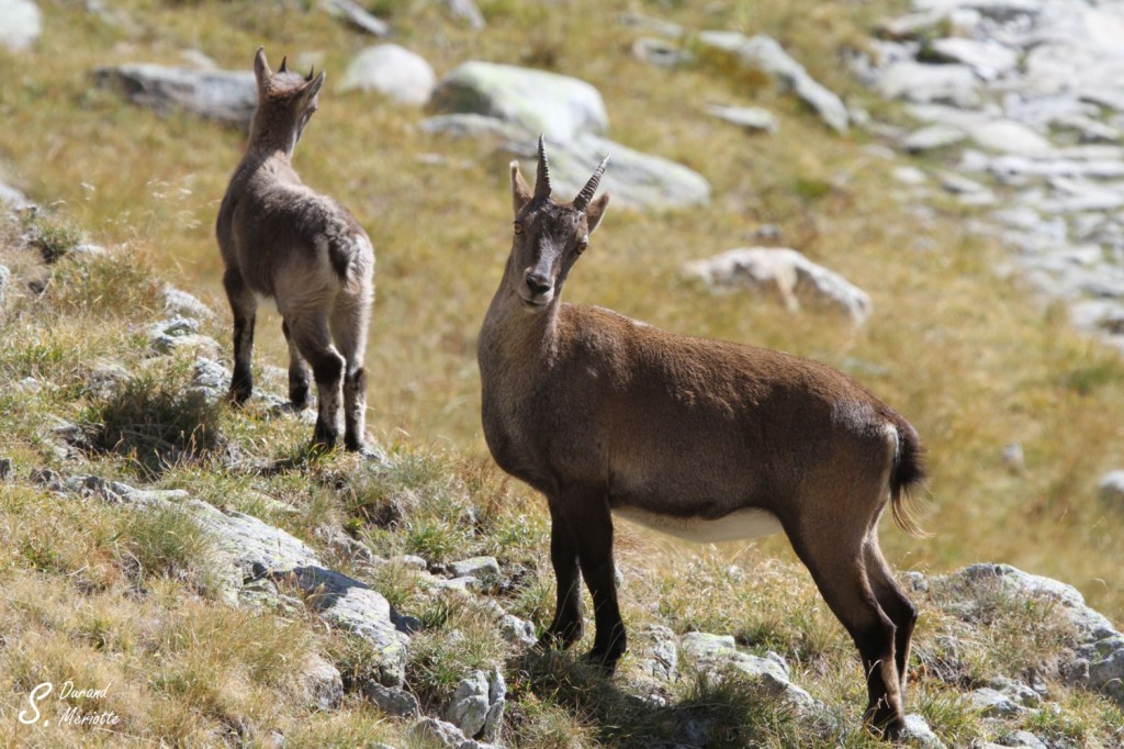 Bouquetin des Alpes - Femelle et jeune - (Vallée des Merveilles - septembre 2012)