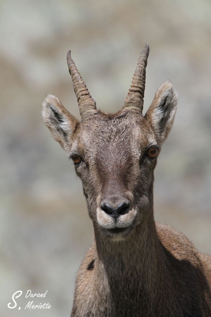 Bouquetin des Alpes - femelle (Vallée des Merveilles - septembre 2012)