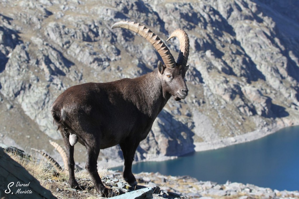 Bouquetin des Alpes - mâle- (Vallée des Merveilles - septembre 2012)