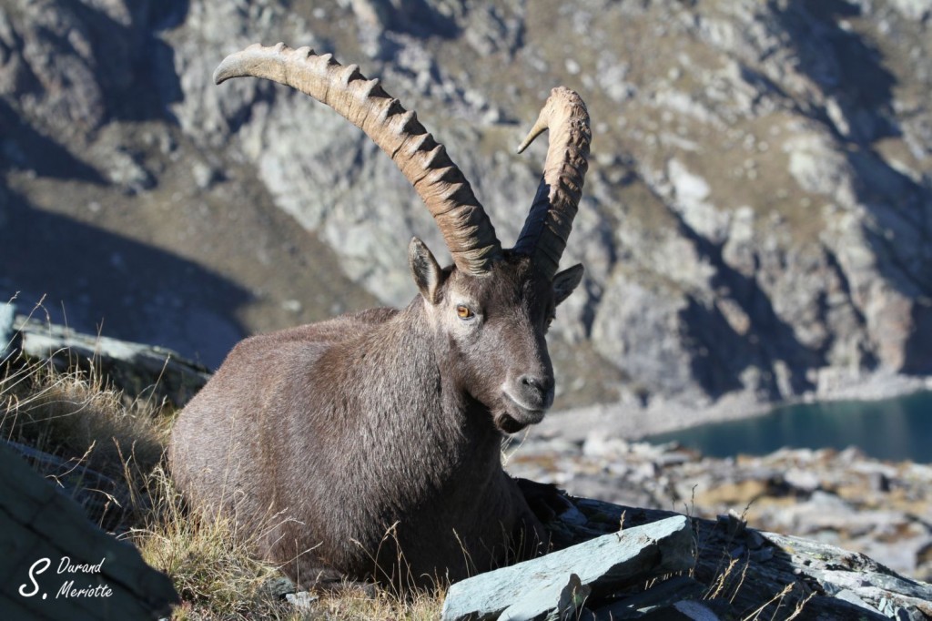 Bouquetin des Alpes - mâle- (Vallée des Merveilles - septembre 2012)