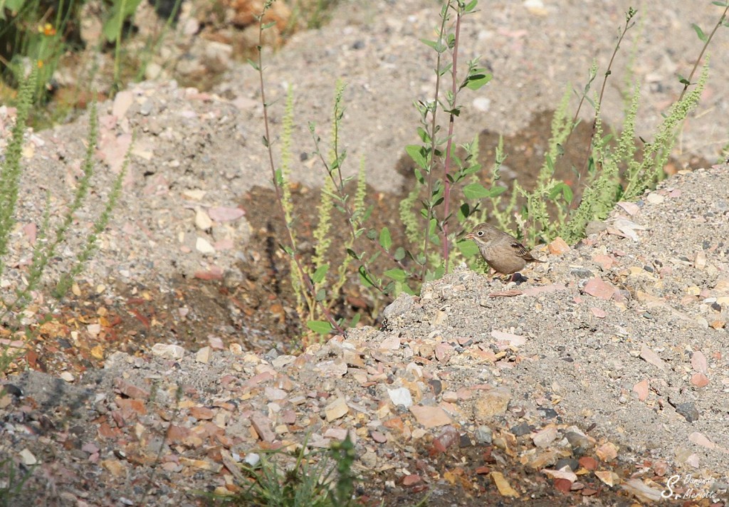 Bruant à cou gris (Arménie)