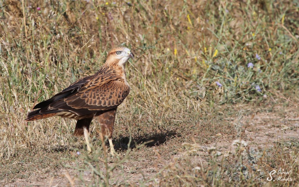 Buse féroce - Arménie août 2013