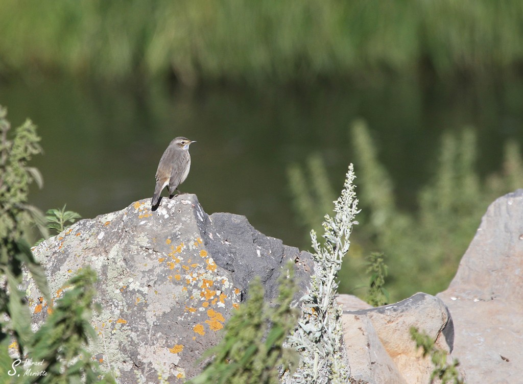 Gorgebleue à miroir