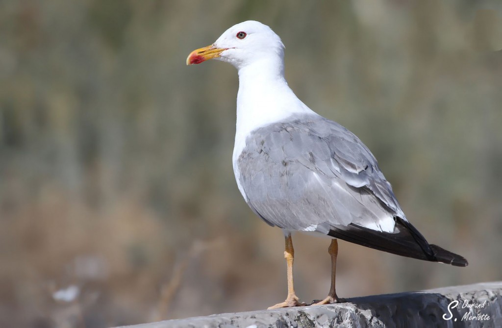 Goéland d'Arménie - Sevan août 2013