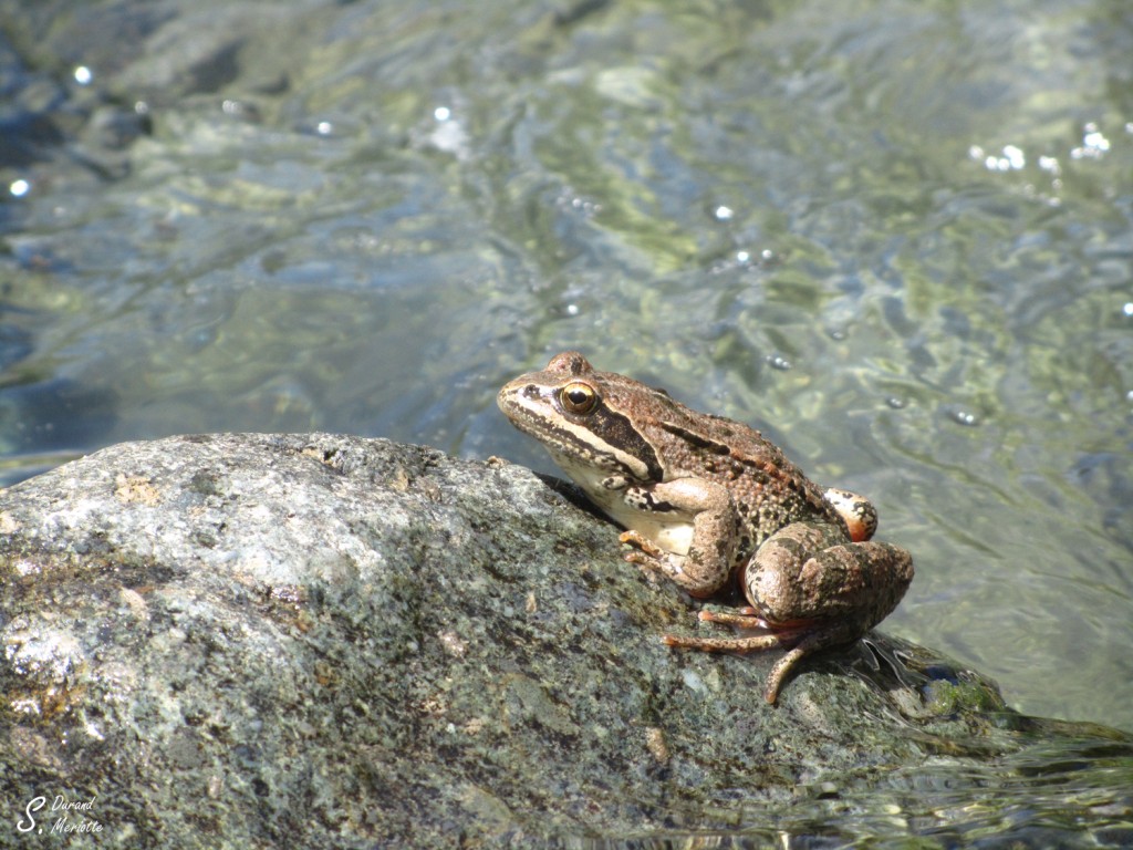 Grenouille du Caucase, Arménie
