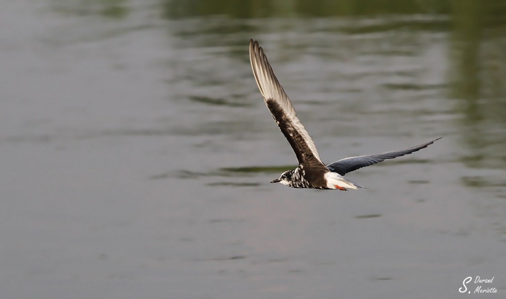 Guifette leucoptère - Arménie Marais Armash août 2013