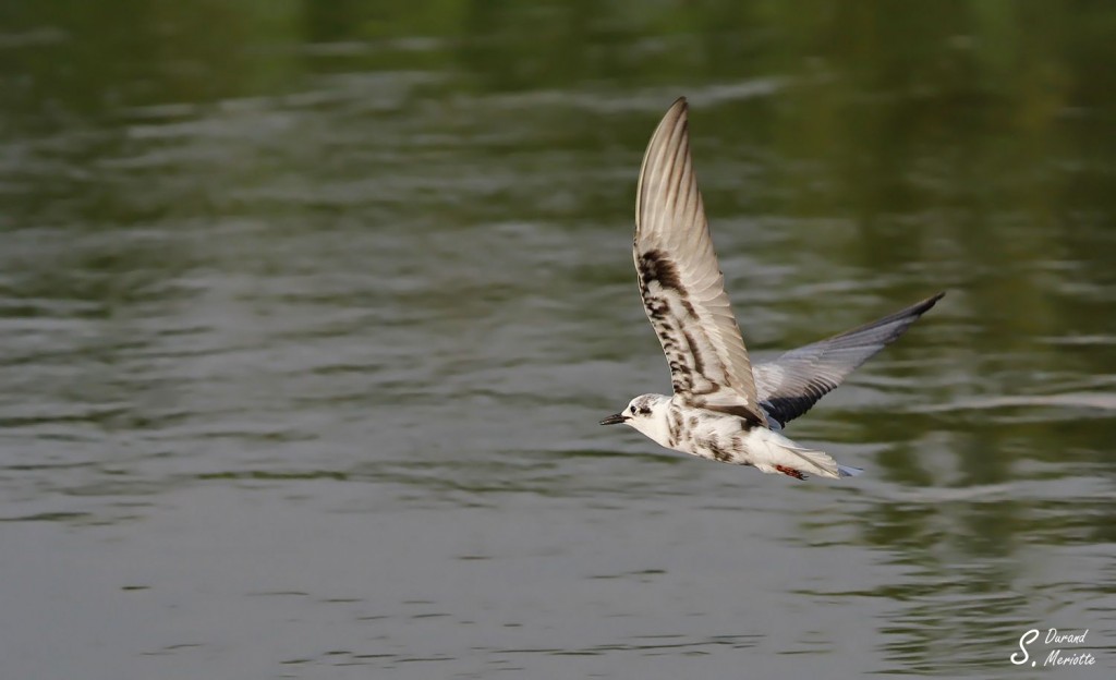 Guifette leucoptère - Arménie Marais Armash août 2013