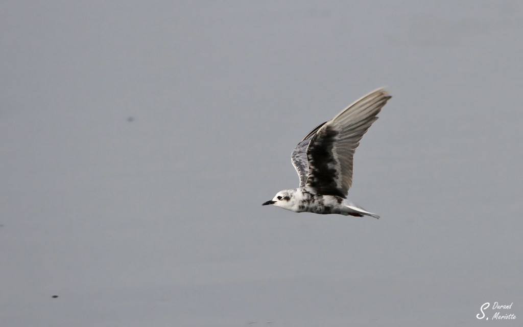Guifette leucoptère - Arménie Marais Armash août 2013