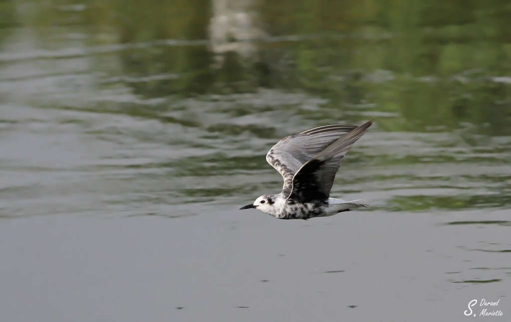 Guifette leucoptère - Arménie Marais Armash août 2013