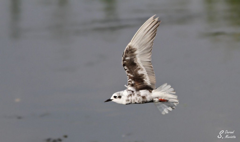 Guifette leucoptère - Arménie Marais Armash août 2013