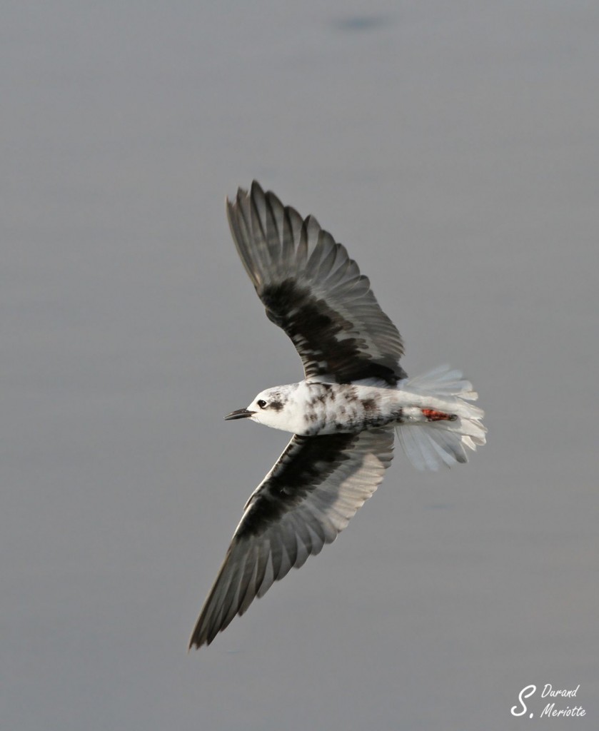 Guifette leucoptère - Arménie Marais Armash août 2013