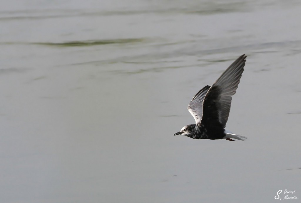 Guifette leucoptère - Arménie Marais Armash août 2013