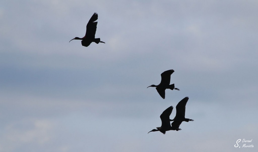 Ibis falcinelle, Lac Sevan