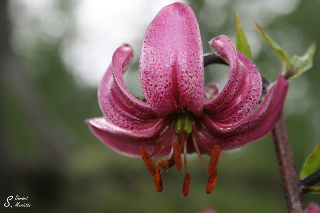 Lys martagon, Vallée des Merveilles