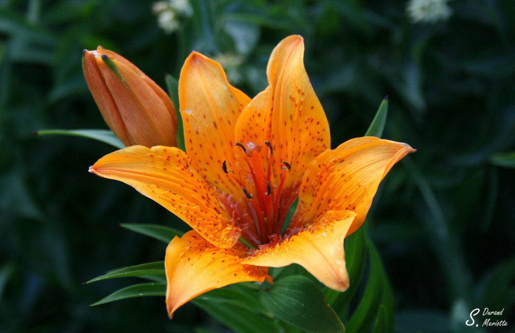 Lys orangé, Vallée des Merveilles