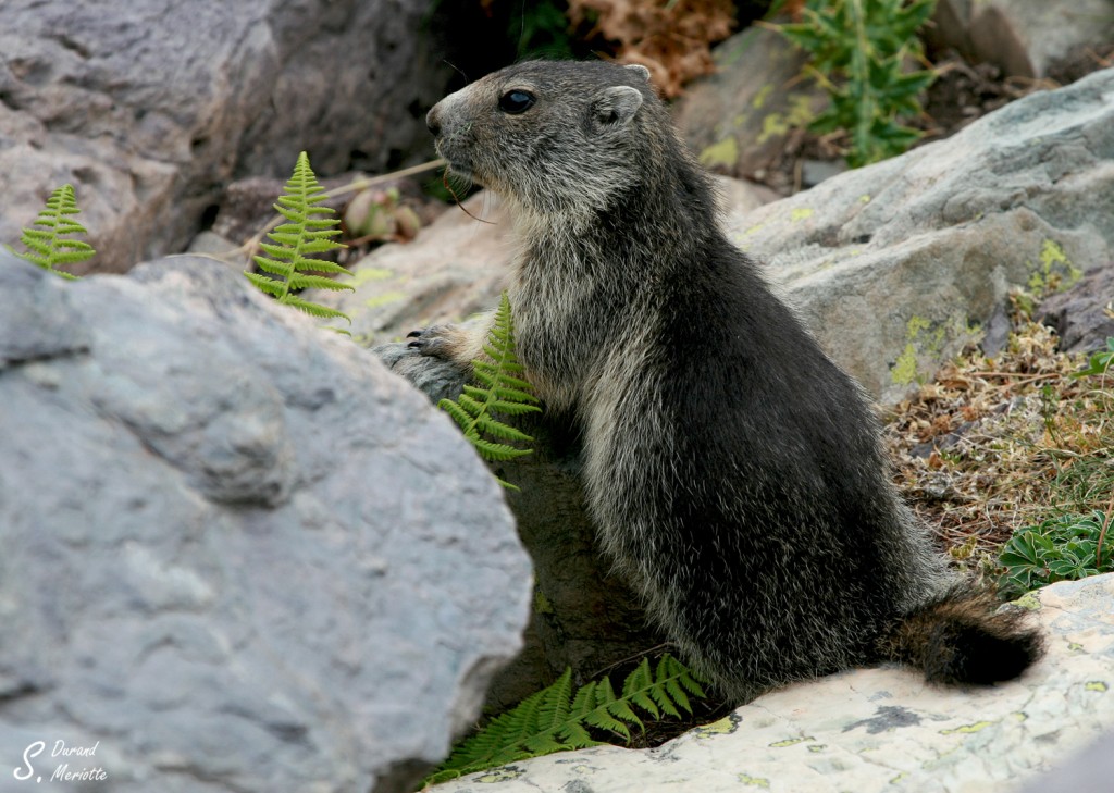 Marmotte des Alpes