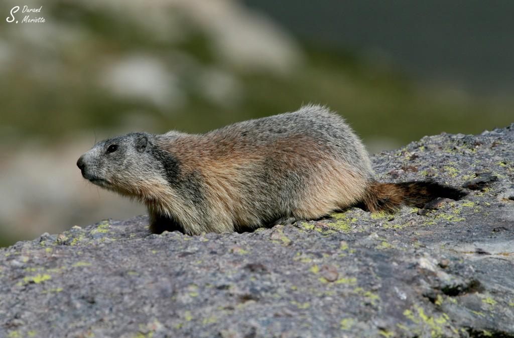 Marmotte des Alpes