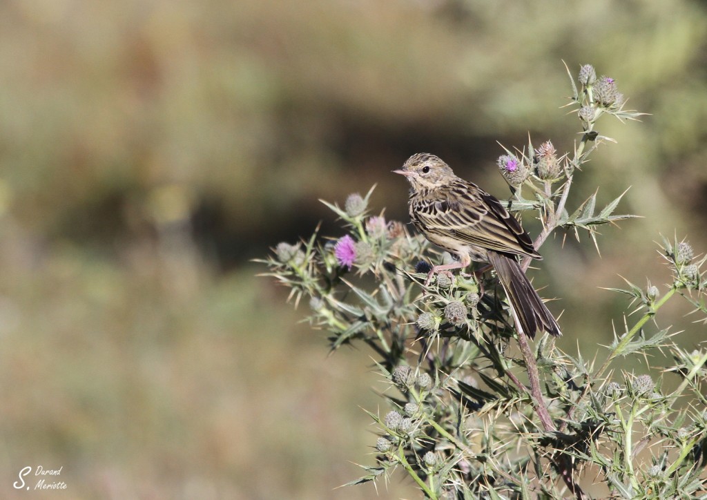 Pipit des arbres