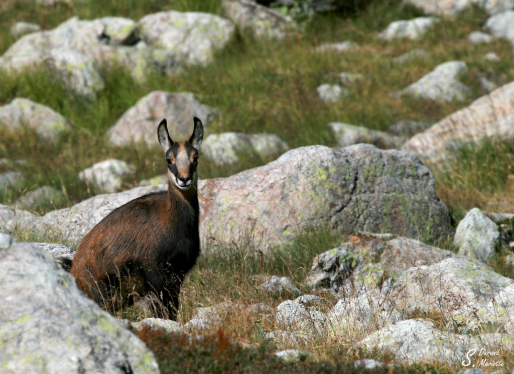 Jeune chamois près du lac Basto en septembre, Vallée des Merveilles