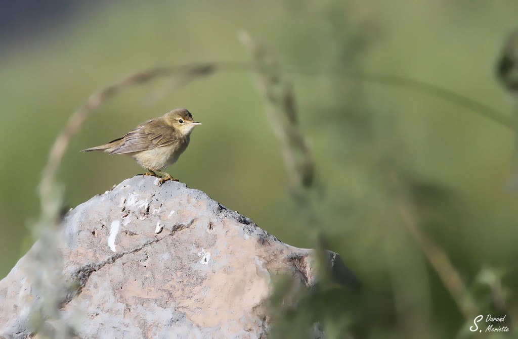 Rousserolle verderolle (Arménie)