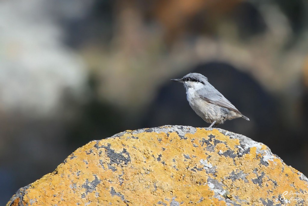 Sittelle de Neumayer