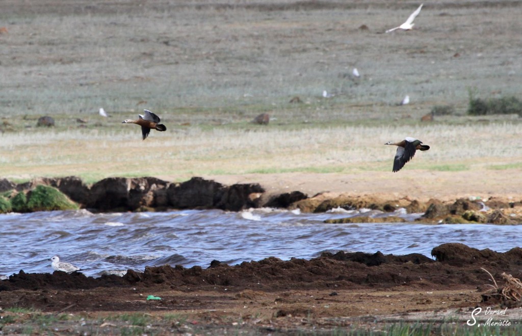 Tadorne casarca (Arménie Lac sevan - août 2013)