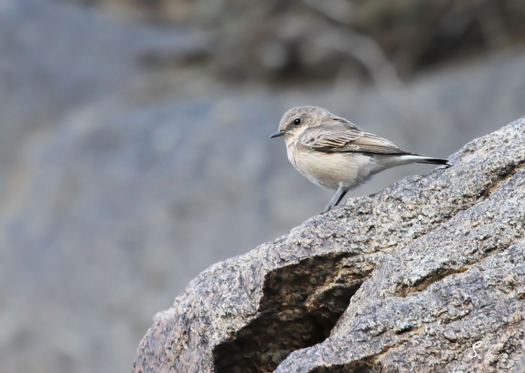 Traquet oreillard Oenanthe hispanica melanoleuca (Arménie)