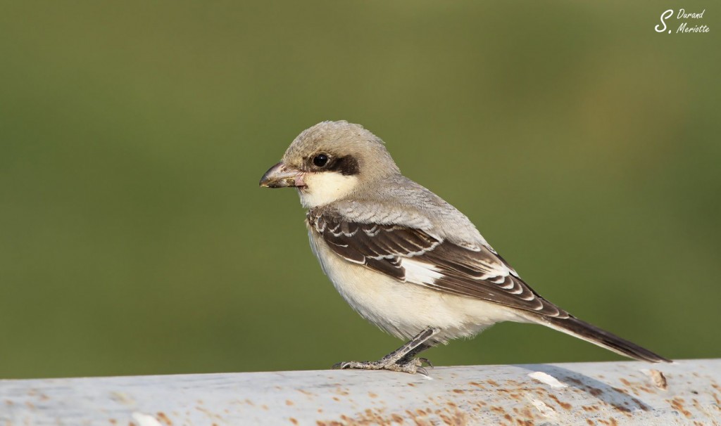 Pie-grièche à poitrine rose (Arménie)