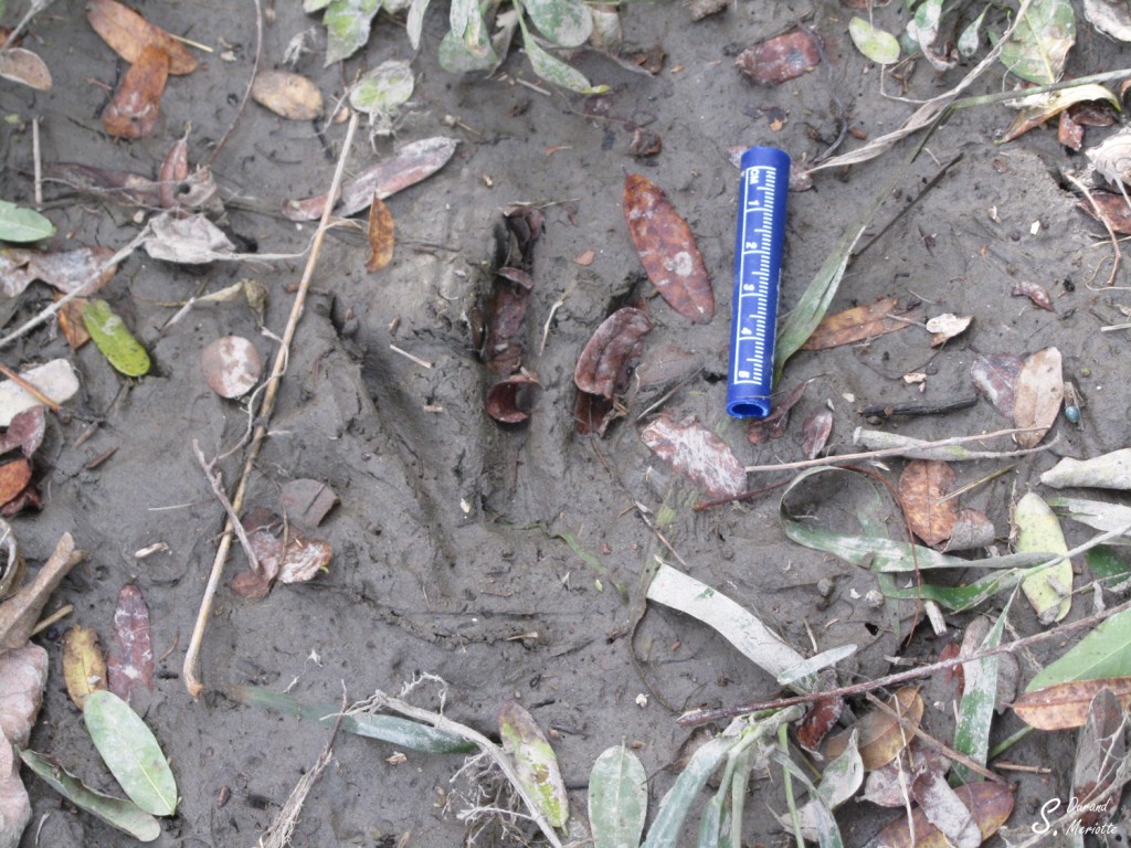 Empreinte de ragondin