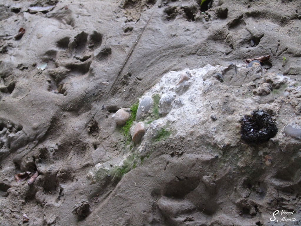 empreintes loutre (1)