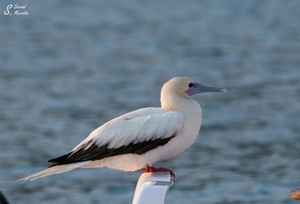 fou-pieds-rouges (2)