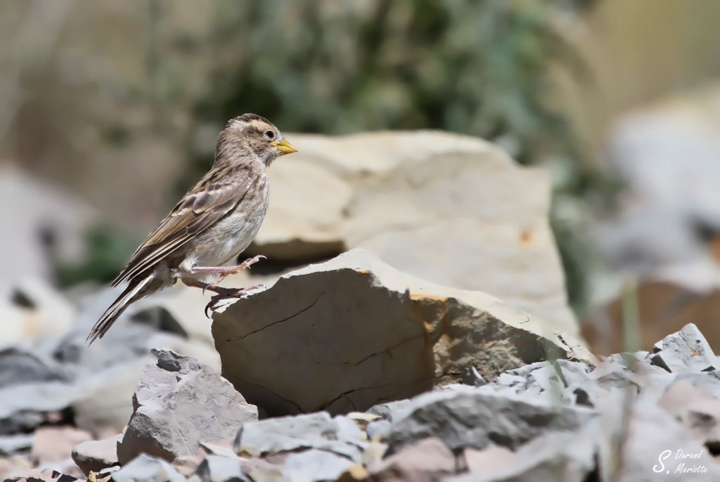 Moineau soulcie, Passe de Sélim