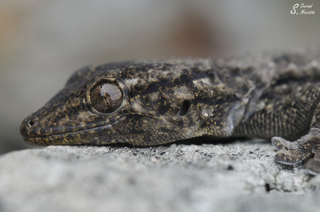 Tarente de Maurétanie