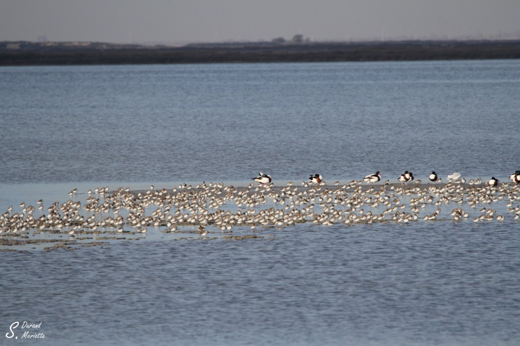 Bécasseaux variables