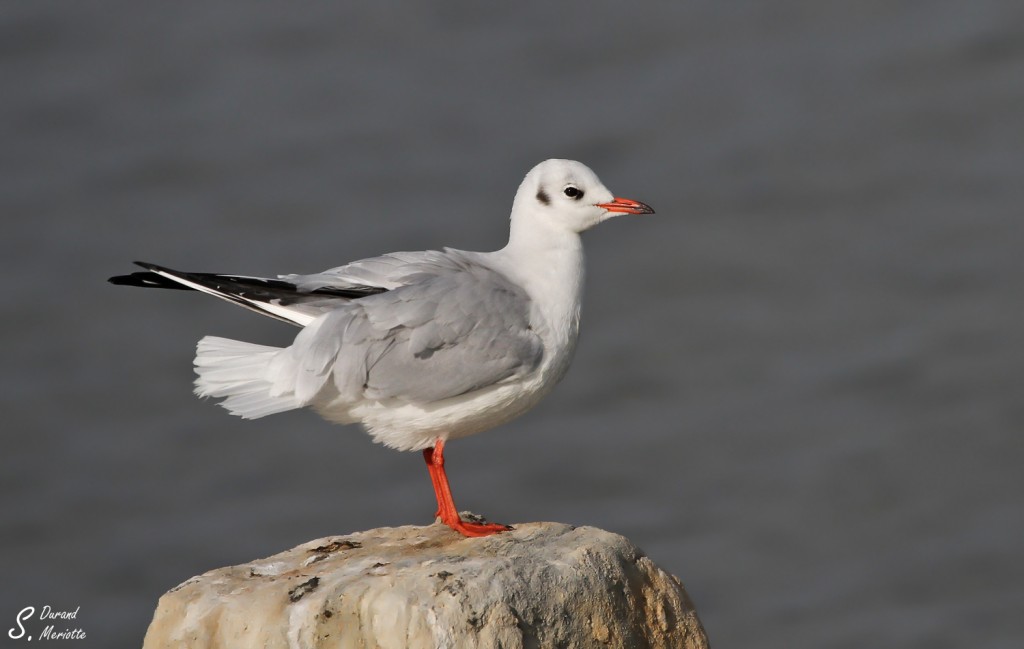 Mouette rieuse