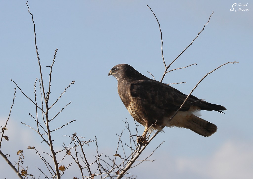 Buse variable