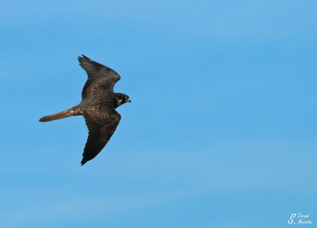 Faucon d'Eléonore