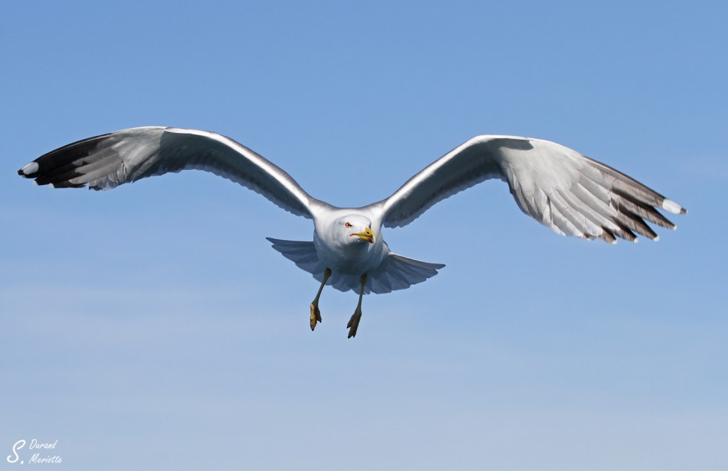 Goéland leucophée
