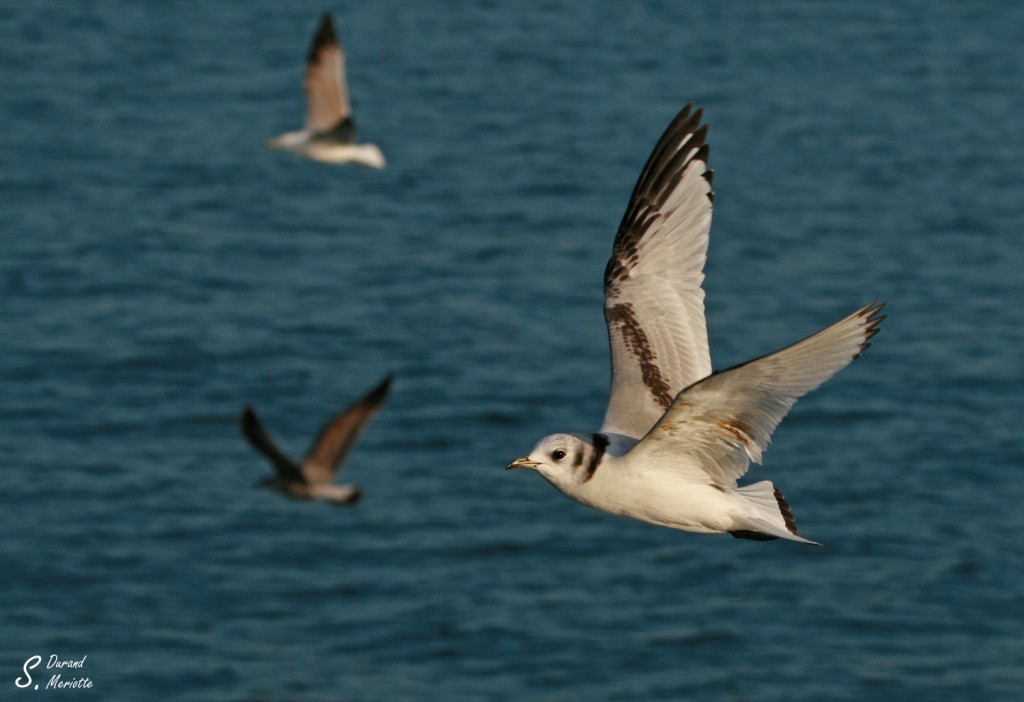 Mouette tridactyle juv
