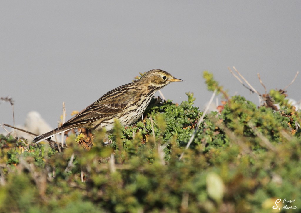 Pipit farlouse