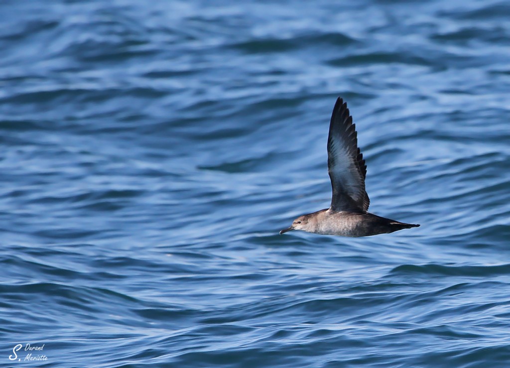 Puffin des Baléares